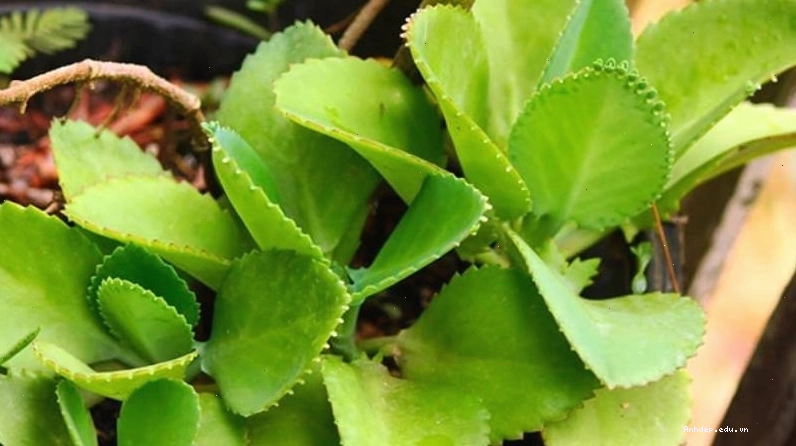Ý nghĩa phong thủy của cây sống đời