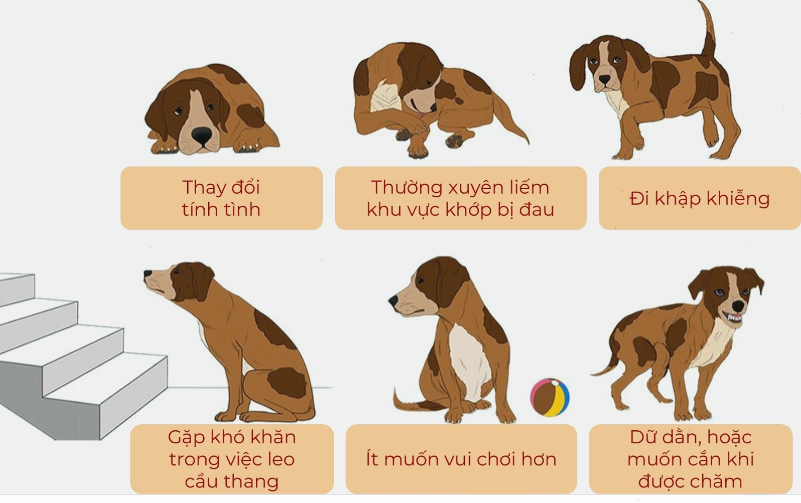 Điều trị viêm khớp và sưng khớp ở chó thông qua vật lý trị liệu