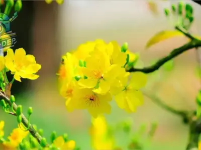 Bộ sưu tập 99+ ảnh hoa mai đón Tết đẹp nhất miễn phí