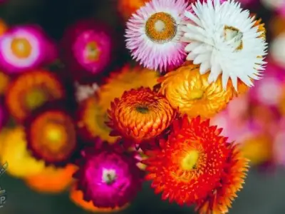 Khám phá bộ sưu tập ảnh hoa cúc đẹp mê đắm lòng người 