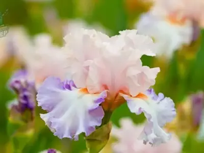 Bộ sưu tập 1001 ảnh hoa diên vĩ với vẻ ngoài kiêu sa 