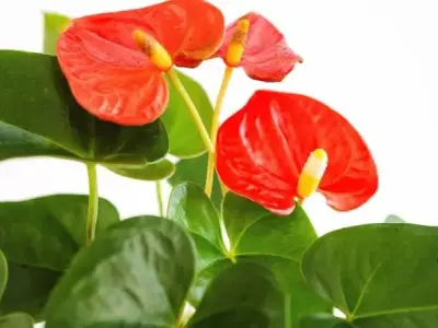 Hoa hồng môn - Nữ hoàng sắc đẹp tô điểm cho không gian