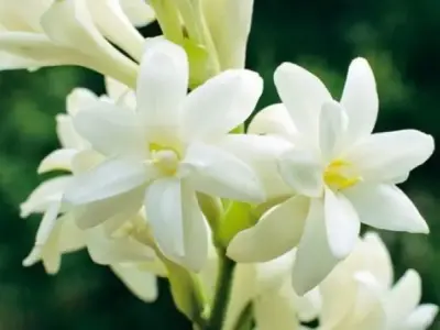 Bộ sưu tập 55+ hình ảnh hoa huệ đẹp nhất thế giới