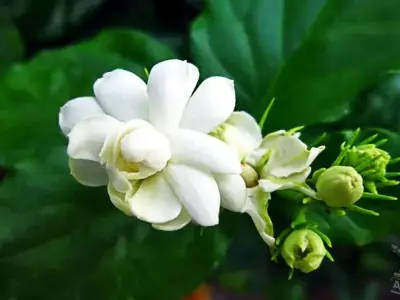 Tổng hợp 55+ hình ảnh hoa nhài say đắm lòng người