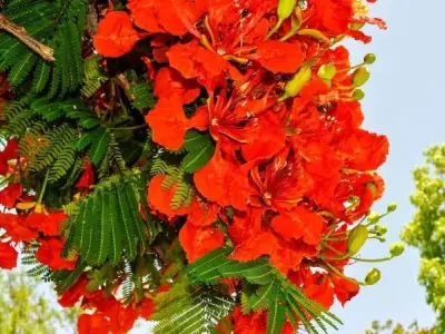 Bộ sưu tập 50+ ảnh hoa phượng vĩ đẹp rực rỡ miễn phí
