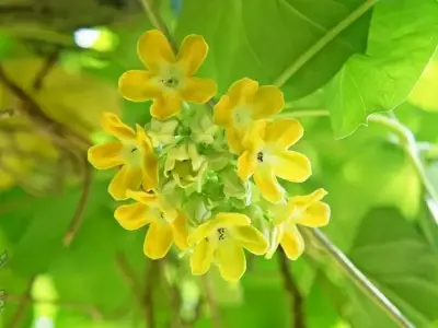Bộ sưu tập 55+ hình ảnh hoa thiên lý đẹp miễn phí 