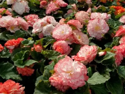 Top 55+ ảnh hoa thu hải đường đẹp cuốn hút miễn phí