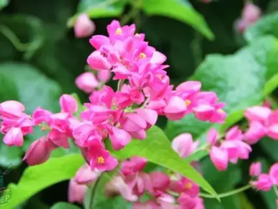 Tổng hợp 99+ ảnh hoa tigon đẹp thu hút mọi ánh nhìn