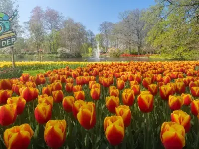 Bộ sưu tập 99+ hình ảnh đẹp nhất về hoa Tulip