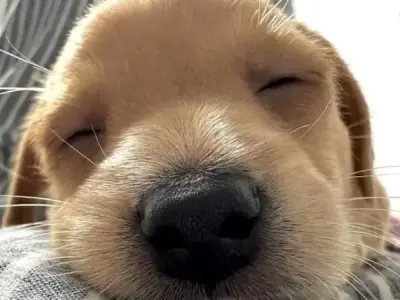 Tải miễn phí 100+ avatar chó cute cho mọi nền tảng