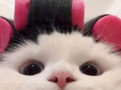 Tạo ấn tượng với avatar cute - Bí quyết thu hút mọi ánh nhìn
