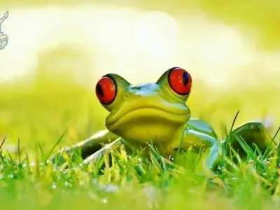 Tổng hợp 50+ ảnh avatar ếch cute miễn phí cho mọi nền tảng