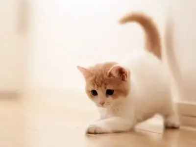 Bộ sưu tập avatar mèo độc đáo và ấn tượng cho mọi phong cách