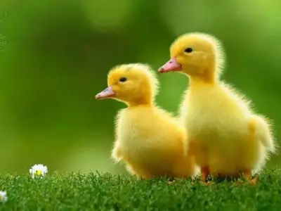 Bộ sưu tập avatar vịt vàng cute nhất cho năm 2024