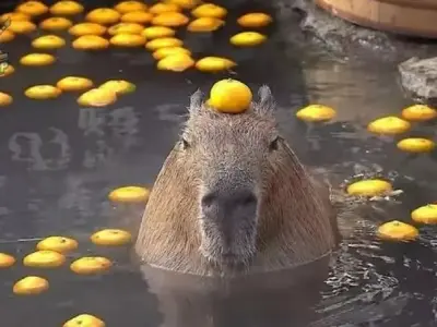 Tổng hợp bộ sưu tập ảnh meme Capybara hài hước và thú vị nhất