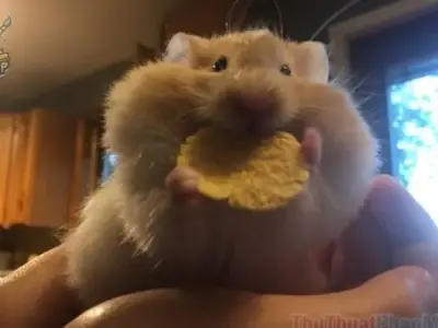 Tuyển tập ảnh những chú hamster meme cute nhất hành tinh