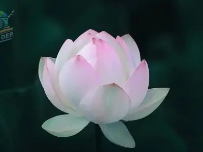Top 99+ hình nền tang lễ đẹp và ý nghĩa nhất trong năm 2025