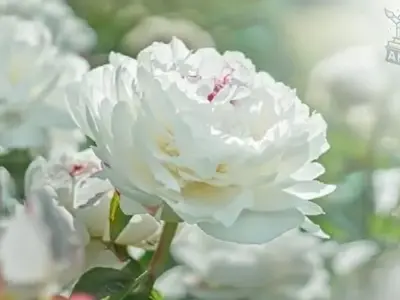 Khám phá kho hình nền hoa mẫu đơn đẹp mê hồn, tải miễn phí ngay!