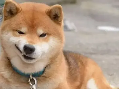 Top meme chó chế từ những tình huống hài hước đời thường