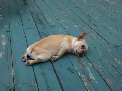 Cười bất tận với top 99+ ảnh meme dog hài hước nhất Việt Nam