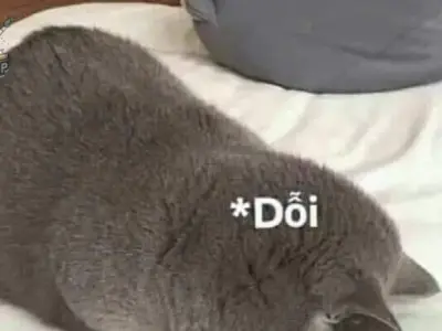 Bộ sưu tập ảnh meme dỗi siêu hài hước cho mọi tâm trạng