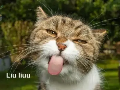 Tổng hợp 66+ hình ảnh meme hài hước, dí dỏm và thú vị nhất