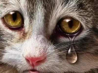 Top 100+ Hình ảnh cat crying meme buồn bã nhưng lại hài hước nhất
