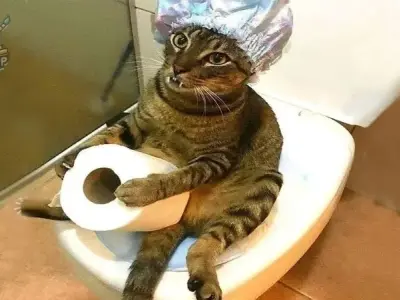 Tổng hợp 100+ ảnh meme mèo siêu hài hước và đáng yêu nhất