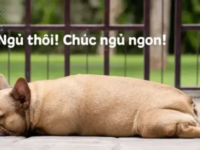 Khi những hình ảnh meme ngủ ngon hài hước nhất thay lời chúc ngủ ngon