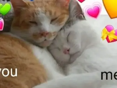 Cười ngất với meme tình yêu siêu bựa cho giới trẻ hiện nay