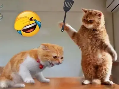Khám phá bộ sưu tập meme vui, meme hài thú vị và độc đáo nhất