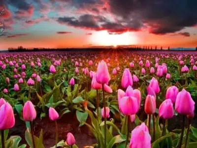 Bộ ảnh tuyệt đẹp về phong cảnh vườn hoa tulip sặc sỡ màu sắc