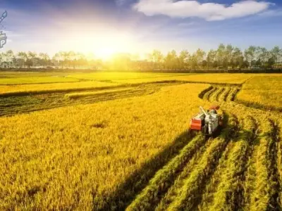 Kho ảnh tuyệt đẹp của phong cảnh cánh đồng lúa chín vàng 