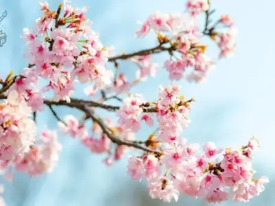 Vẻ đẹp bí ẩn của ảnh phong cảnh hoa anh đào trong văn hóa Nhật Bản
