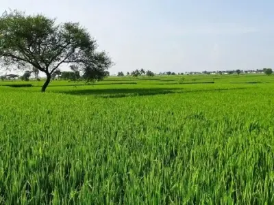 Những bức ảnh phong cảnh ruộng lúa xanh và đẹp