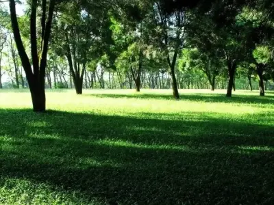 Top những hình ảnh đẹp tuyệt vời của phong cảnh vườn cây xanh mát