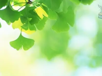 Khám phá kho tàng 300 hình nền xanh lá cây đa đẹp dạng phong cách dành cho bạn