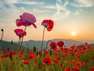 Sưu tập ảnh thiên nhiên đẹp thu hút làm say đắm lòng người