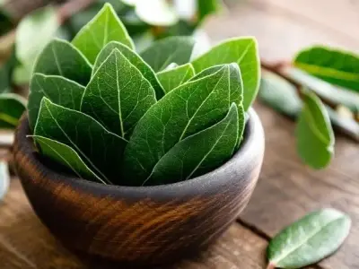 Bộ sưu tập ảnh lá nguyệt quế đa dạng và phong phú mới nhất năm nay