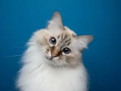 Kho tàng 101 ảnh mèo cute dễ thương làm trái tim bạn gục ngã