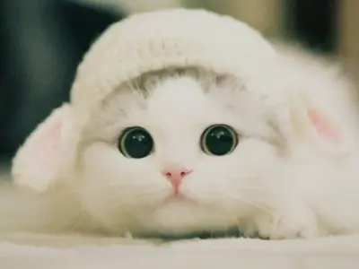 Khám phá bộ sưu tập hình ảnh avatar tiktok cute đẹp nhất