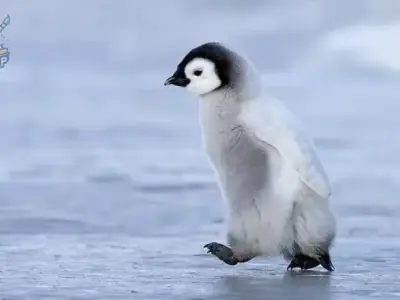 Chọn ngay avatar cánh cụt cute để làm đẹp trang cá nhân