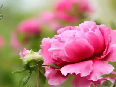 Top hình nền hoa mẫu đơn đẹp nhất cho điện thoại và máy tính