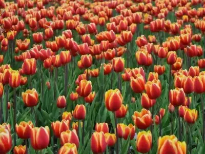 Hình nền hoa tulip đa màu sắc cho màn hình của bạn