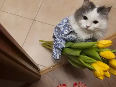 Top 99+ meme mèo tặng hoa phổ biến nhất trên mạng xã hội