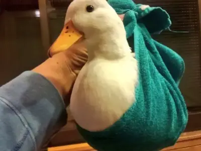 Vịt meme là gì? Khám phá trào lưu meme hot nhất hiện nay