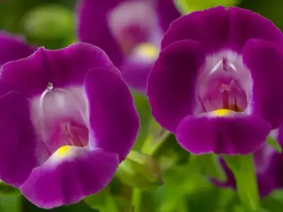 Bộ sưu tập hình ảnh Hoa mắt nai ấn tượng nhất cho năm nay