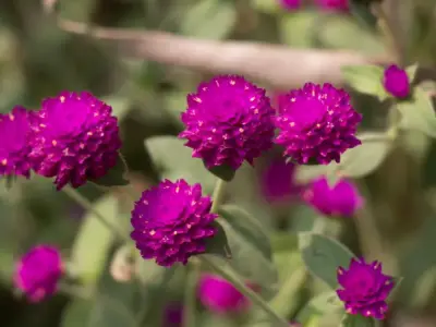 Ngắm nhìn những hình ảnh Hoa cúc bách nhật đẹp và độc đáo nhất