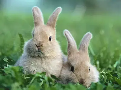 Hình nền động vật đáng yêu làm đẹp cho màn hình máy tính