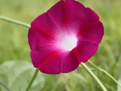 Bộ sưu tập hình ảnh Hoa bìm bìm tuyệt đẹp bạn không thể bỏ lỡ
